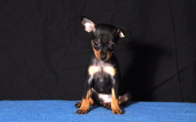 Cagnolini Toy, tutto quello che dobbiamo sapere