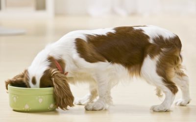 Alimentazione naturale fai da te per il tuo cane