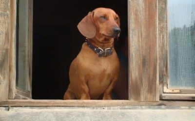 9 regole per una casa a prova di cucciolo