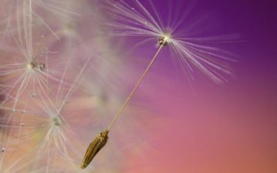 Allergie ai pollini: arriva la primavera anche per i nostri amici pelosi!