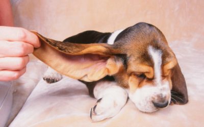 Il cane ha un problema all’orecchio