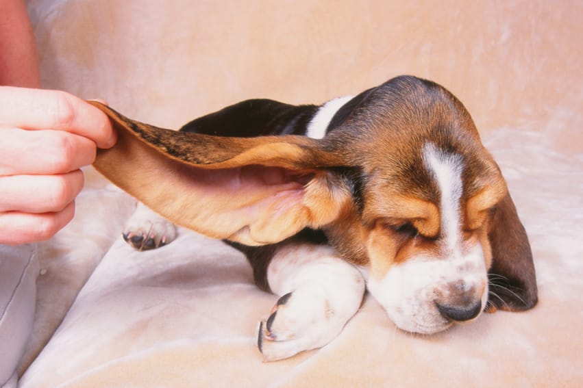 Il cane ha un problema all’orecchio