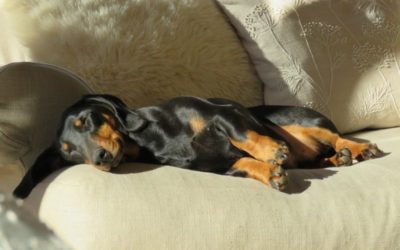 Quali sono le razze di cani di piccola taglia che perdono meno pelo?