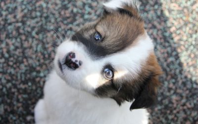 Un cucciolo arriva a casa tua!