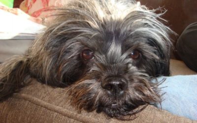 Affenpinscher: il cane del mese!