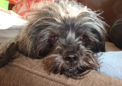 Affenpinscher