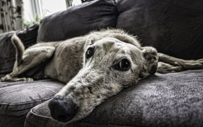 La convivenza con il nostro cane