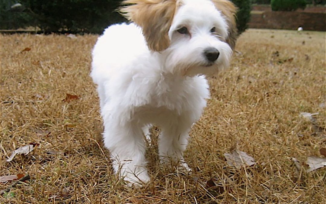 Coton de Tuléar