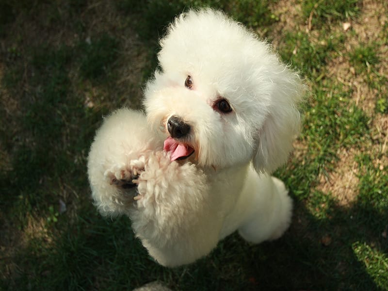 Barbone Toy