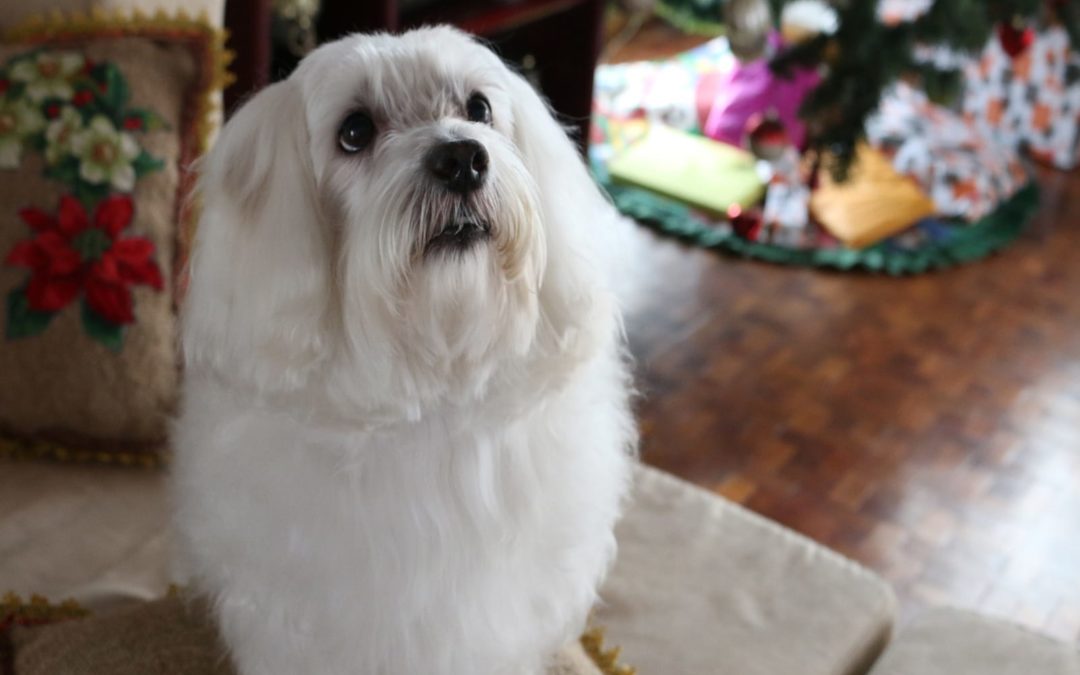 Maltese
