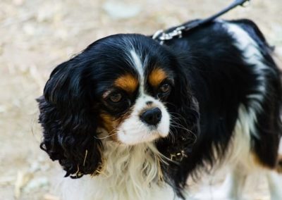 Cavalier King