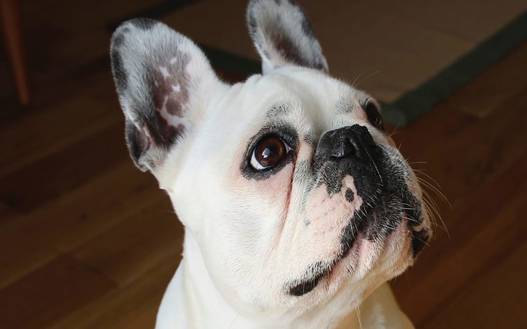 Bouledogue Francais