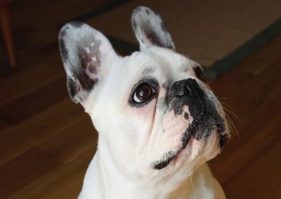Bouledogue Francais