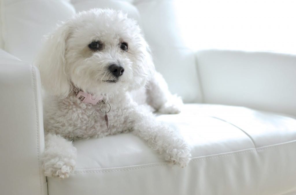 Bichon Frisè