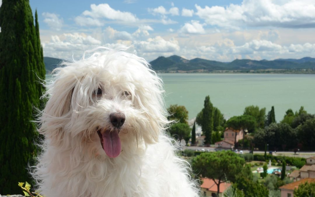 Bolognese