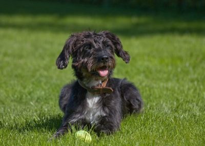 Schnauzer Nano