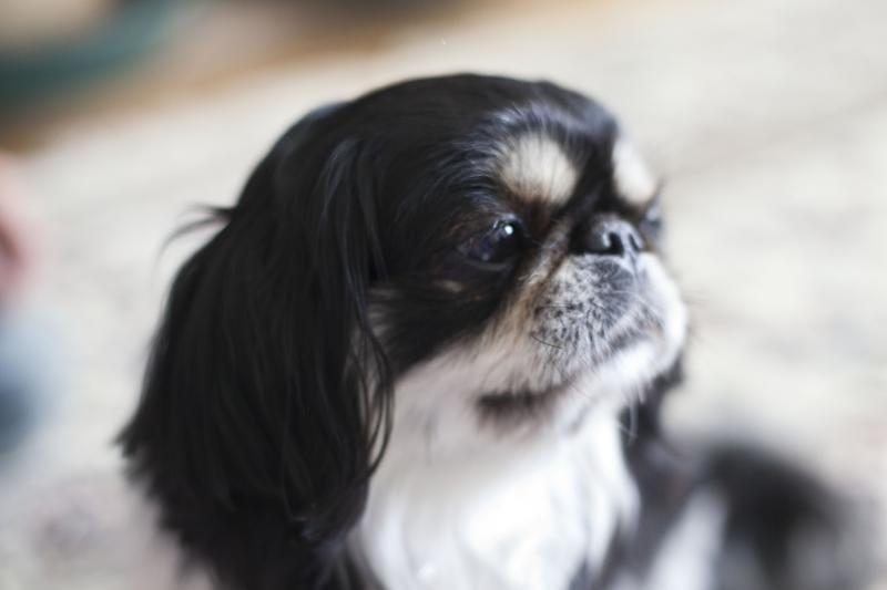 Spaniel Giapponese