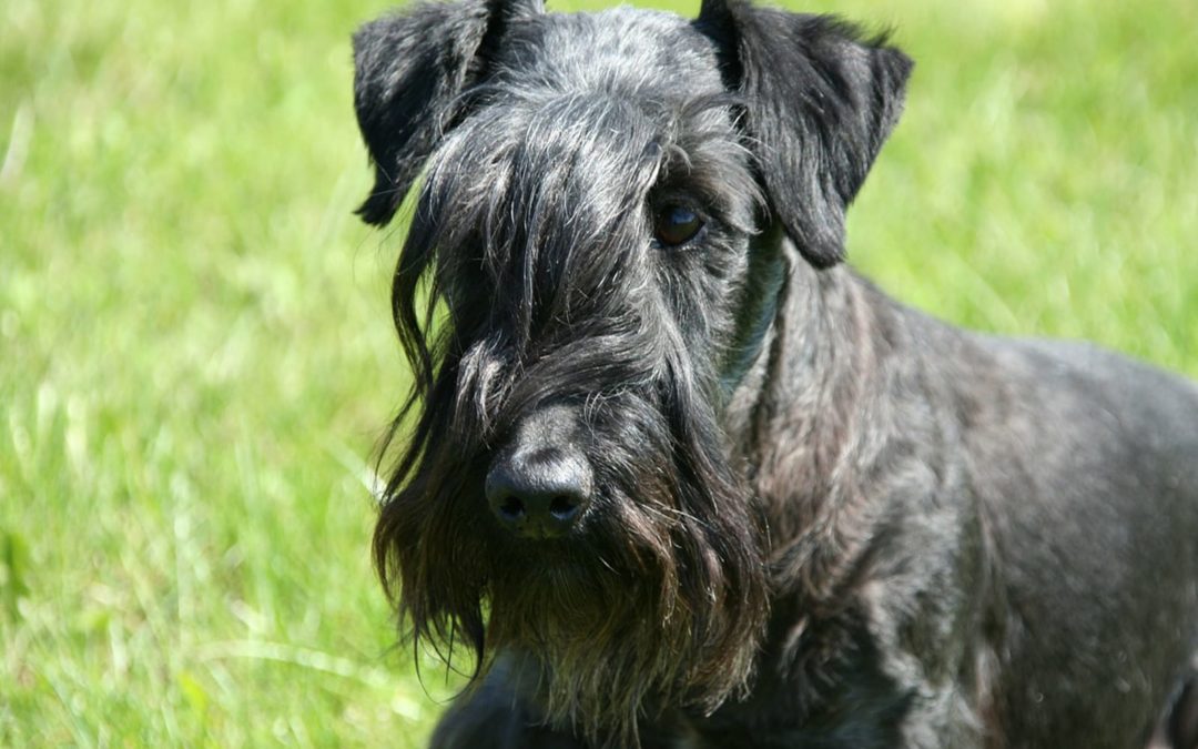 Terrier Boemo