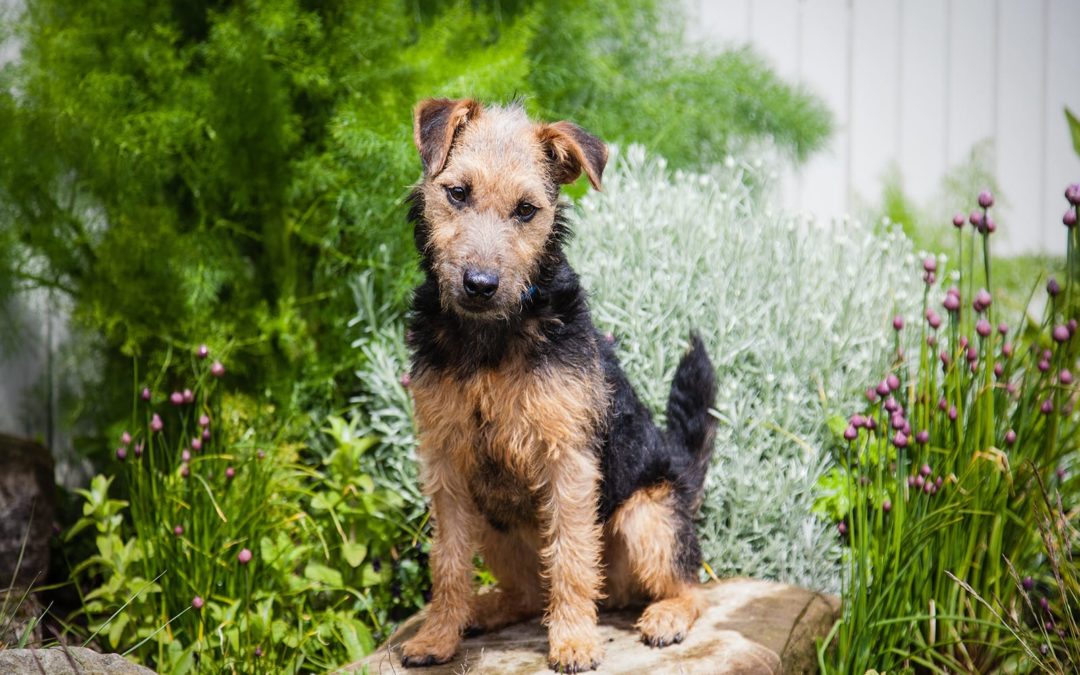Lakeland Terrier