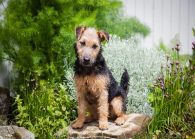 Lakeland Terrier