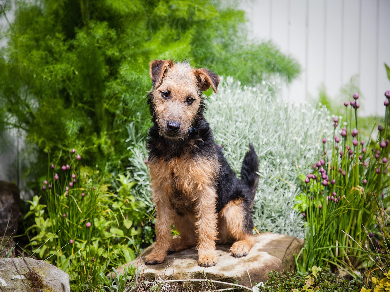 Lakeland Terrier Cani di piccola taglia