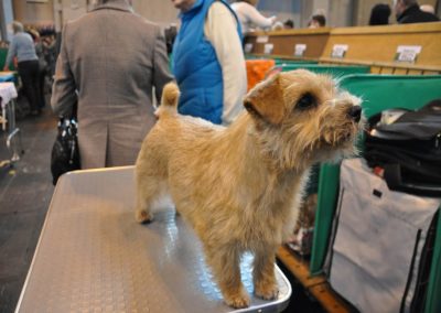 Norfolk Terrier