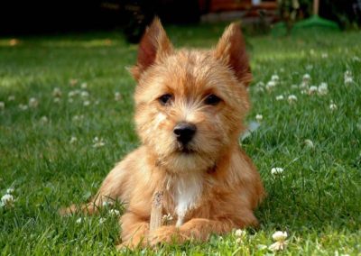 Norwich Terrier