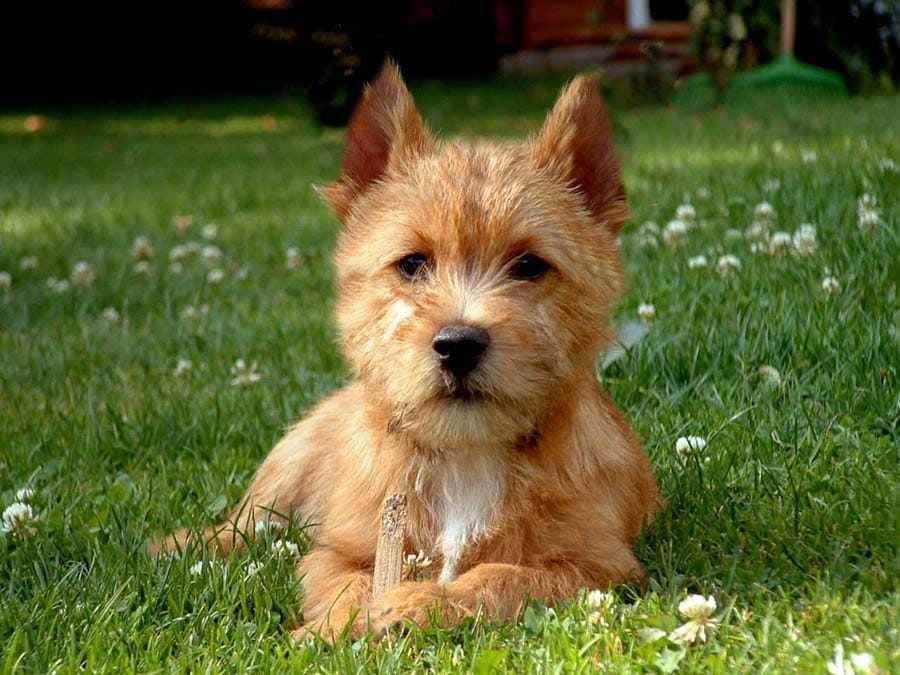 Norwich Terrier