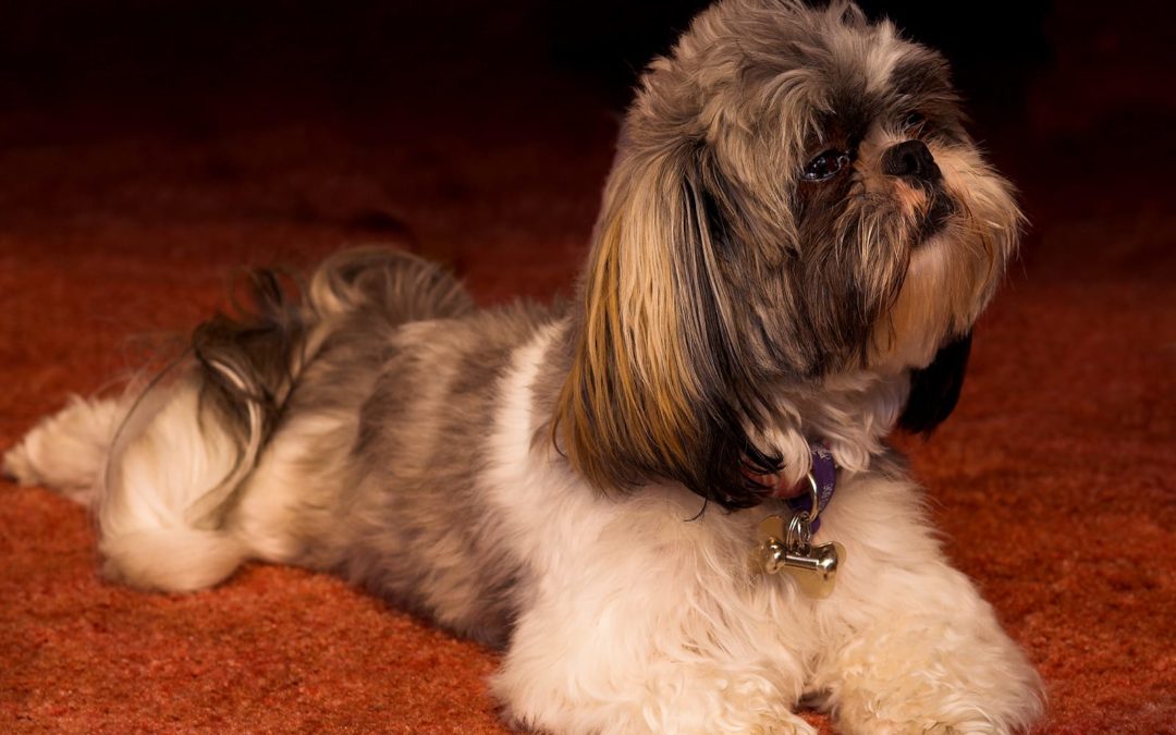 Shih Tzu